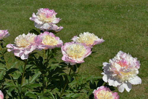 Peony Bare roots Peony Roots Raspberry Sundae