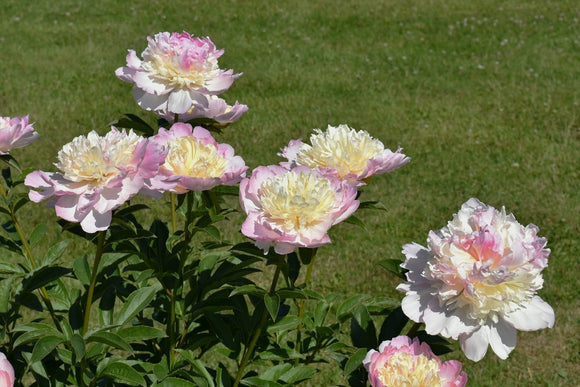 Peony Bare roots Peony Roots Raspberry Sundae