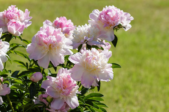 Peony bush grow peonies Peony Roots Raspberry Sundae