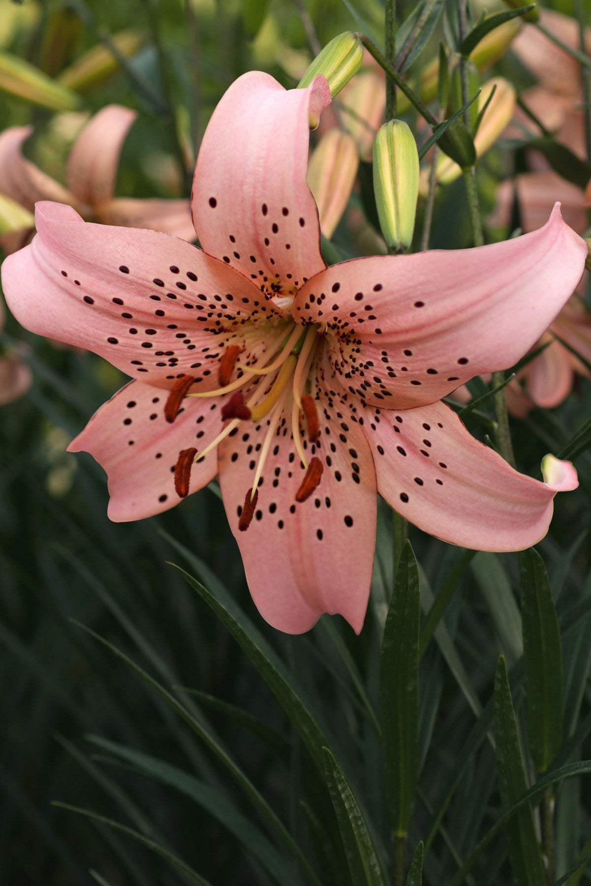 Lilies Flower Meaning and Facts | Flying Flowers