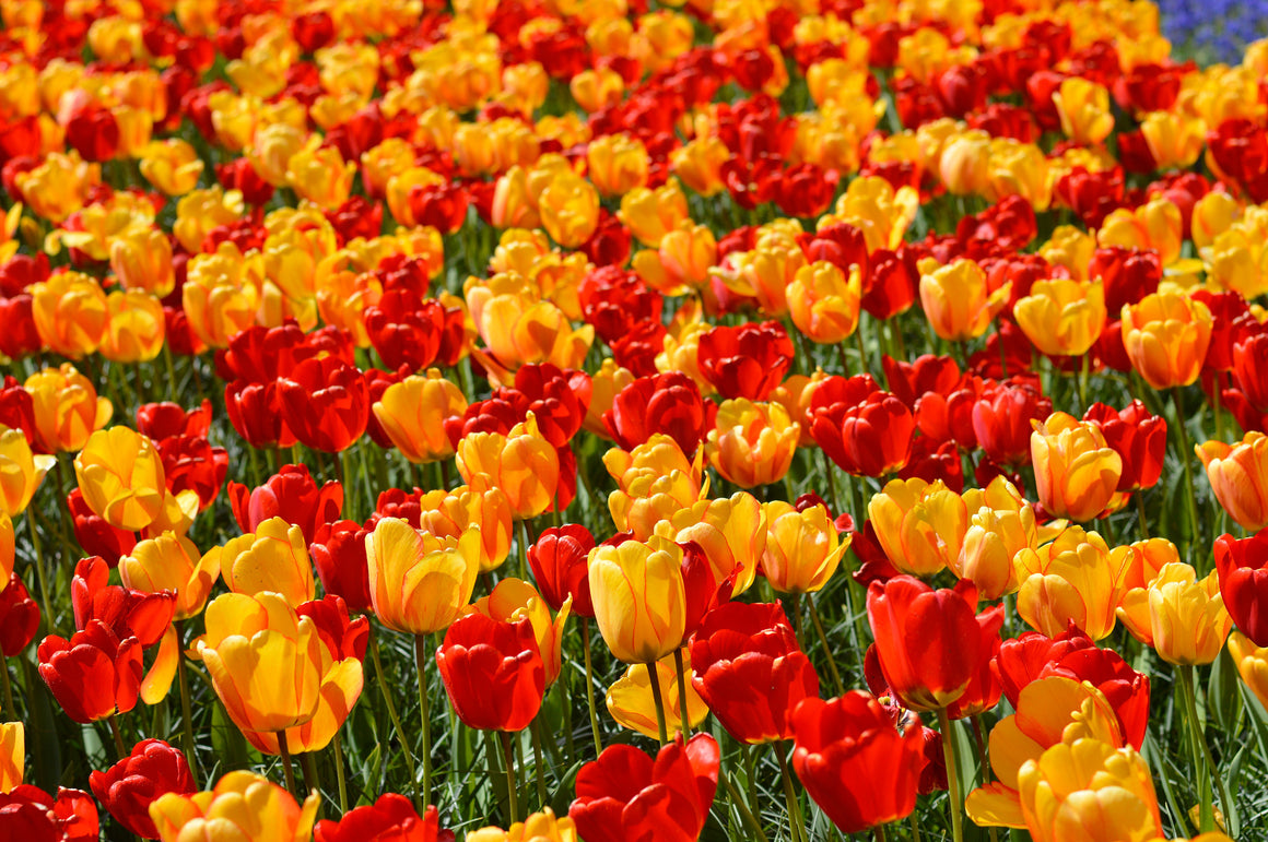 Tulip Sunny Days Collection | Buy Tulip Blends at DutchGrown™